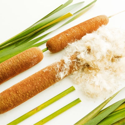 Bulrush.jpg