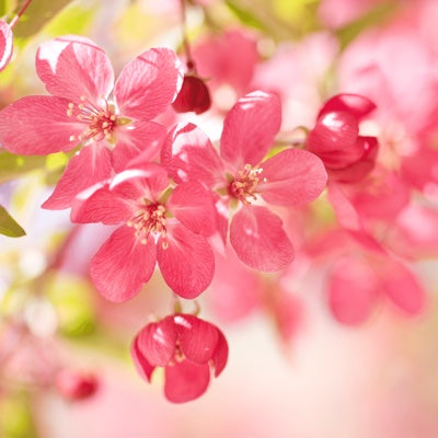apple-blossom.jpg