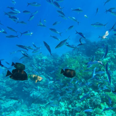 aquatic-accord.jpg
