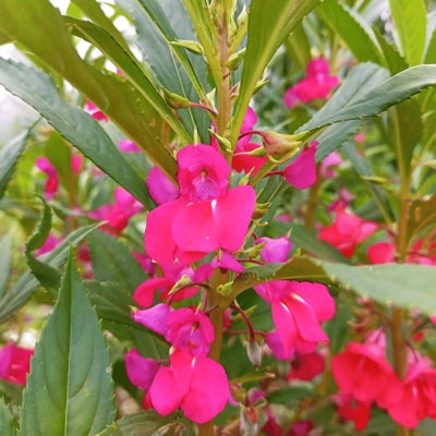 balsam.jpg