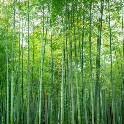 bamboo.jpg