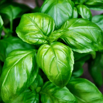 basil.jpg