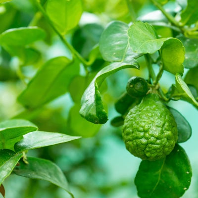 bergamot-leaf.jpg