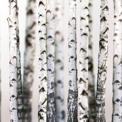 birch.jpg