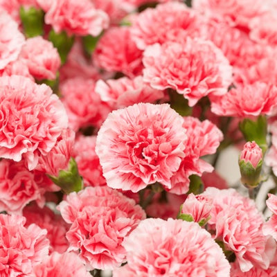 carnation.jpg