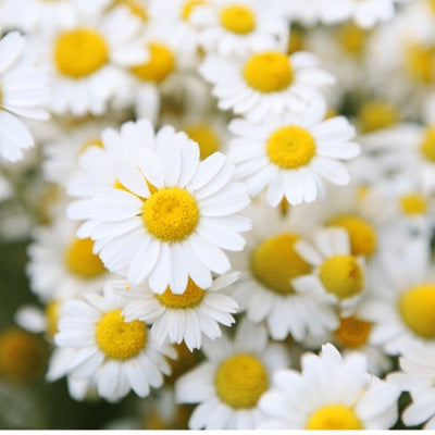 chamomile.jpg