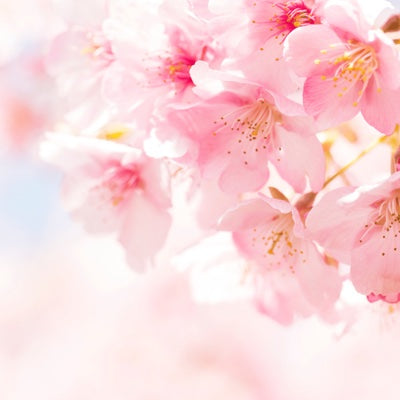 cherry-blossom.jpg