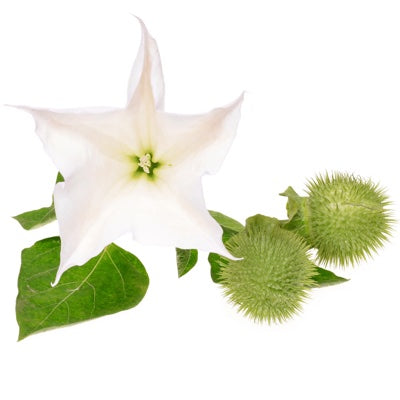 datura.jpg