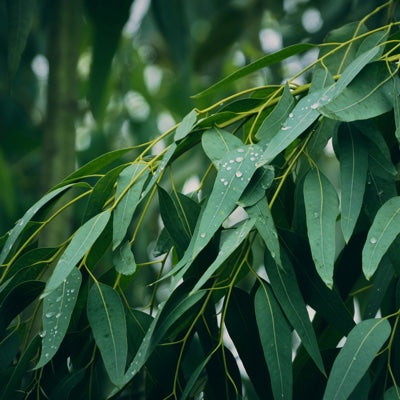 eucalyptus.jpg