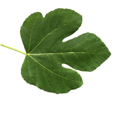 fig-leaf.jpg