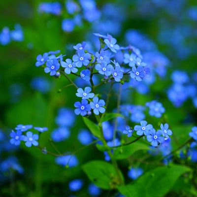 forget-me-not.jpg