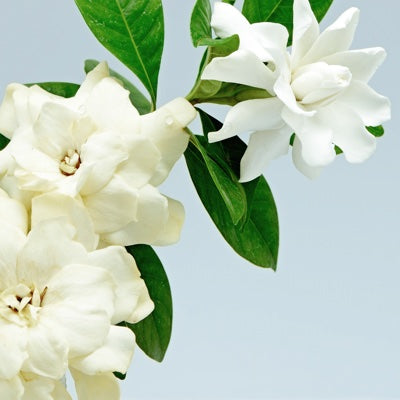 gardenia.jpg