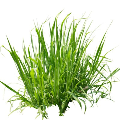 grass.jpg