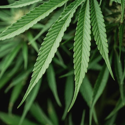 hemp.jpg
