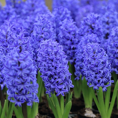 hyacinth.jpg