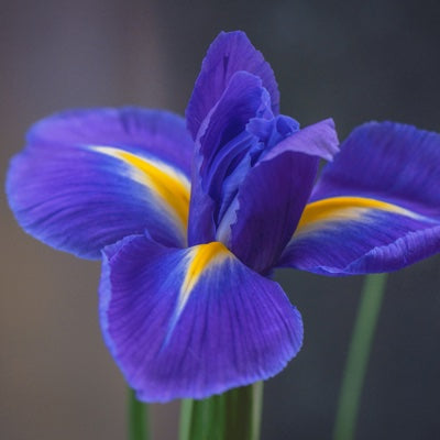 iris.jpg