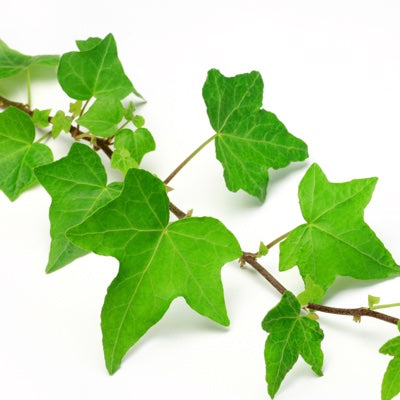 ivy.jpg