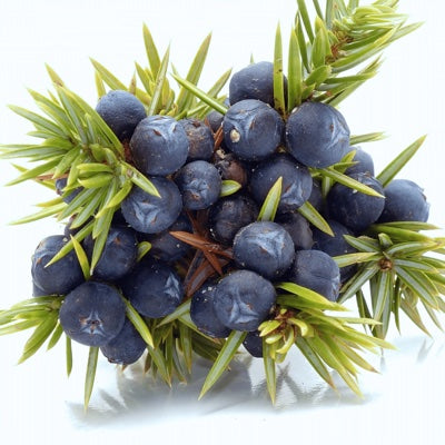 juniper-berries.jpg