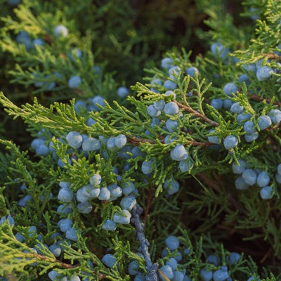 juniper.jpg