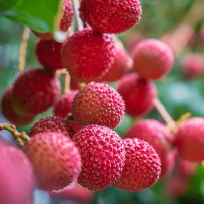 litchi.jpg