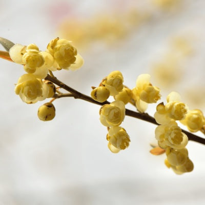 litsea-cubeba.jpg