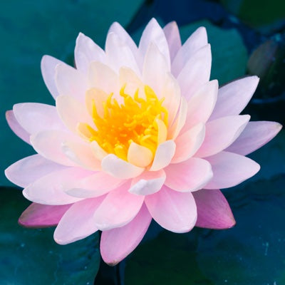 lotus.jpg
