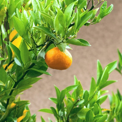 mandarin-leaf.jpg