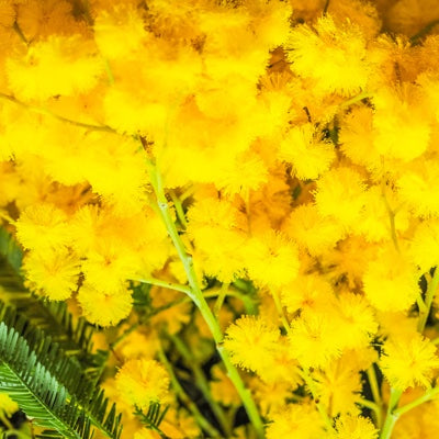 mimosa.jpg
