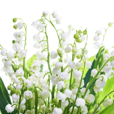 muguet.jpg