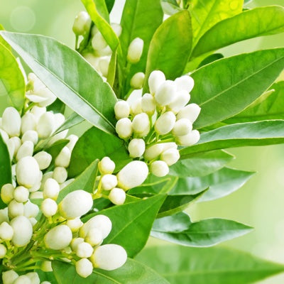 neroli.jpg
