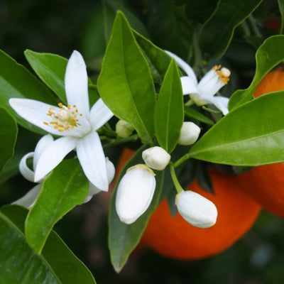 orange-blossom.jpg