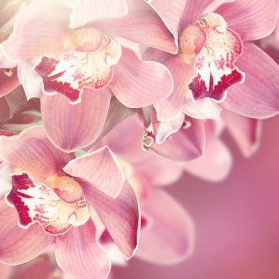 orchid.jpg