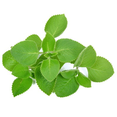 oregano.jpg