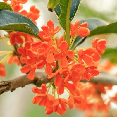 osmanthus.jpg