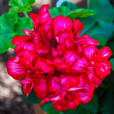 pelargonium.jpg
