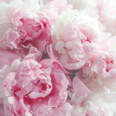 peony.jpg