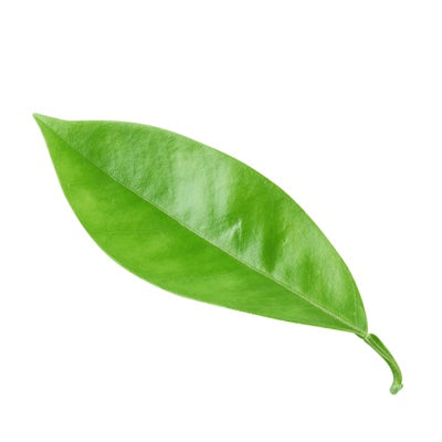 petitgrain.jpg