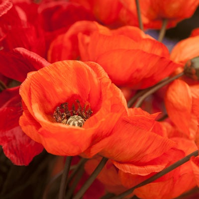 poppy-flower.jpg