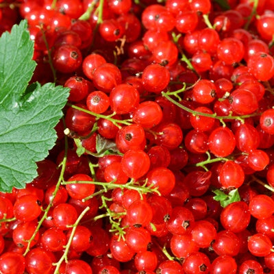 redcurrant.jpg
