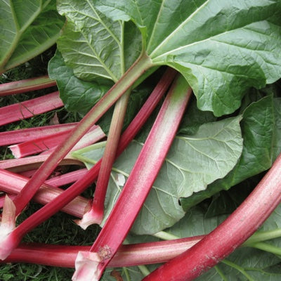 rhubarb.jpg