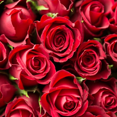 rose.jpg