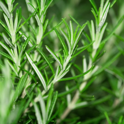 rosemary.jpg