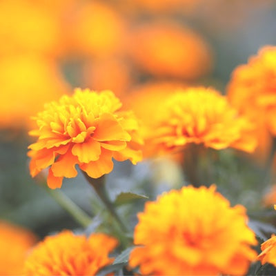 tagetes.jpg