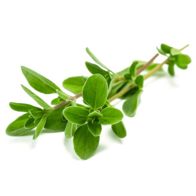 thyme.jpg