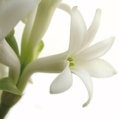 tuberose.jpg