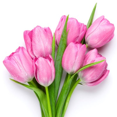tulip.jpg