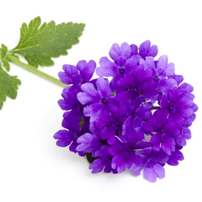 verbena.jpg
