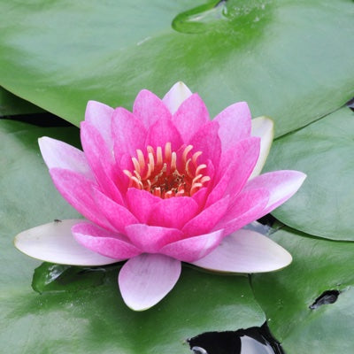 water-lily.jpg