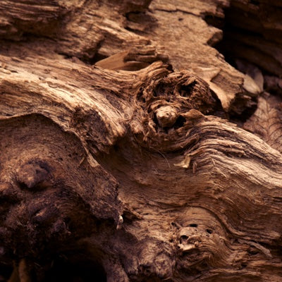 woody-notes.jpg