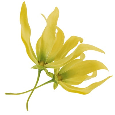 ylang-ylang.jpg